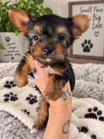 Yorkie male , a male Yorkshire Terrier for sale in Scranton, SC – 4 of 9