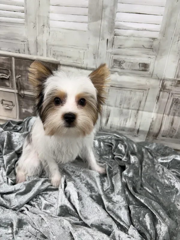 Busta – Yorkshire Terrier, Biewer puppy for sale in Scranton, SC