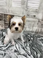 Busta, a male Yorkshire Terrier and Biewer for sale in Scranton, SC – 1 of 3