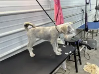 Rosie, a female Miniature Schnauzer for sale in Scranton, SC – 3 of 4