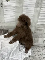 Priscilla ckc, a female Poodle - Standard  for sale in Scranton, SC – 8 of 9