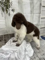 Sasha, a female Poodle - Standard  for sale in Scranton, SC – 5 of 7