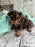 Rose, a female Yorkshire Terrier for sale in Scranton, SC – Photo 2 of 5