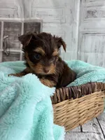 Rose, a female Yorkshire Terrier for sale in Scranton, SC – Photo 5 of 5