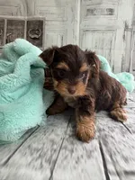 Rose, a female Yorkshire Terrier for sale in Scranton, SC – Photo 1 of 5