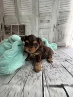 Rose, a female Yorkshire Terrier for sale in Scranton, SC – Photo 3 of 5