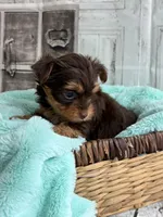 Rose, a female Yorkshire Terrier for sale in Scranton, SC – Photo 4 of 5