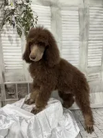 Phantom male CKC , a male Poodle - Standard  for sale in Scranton, SC – 3 of 8