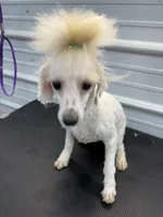 Holly, a female Poodle - Toy  for sale in Scranton, SC – 1 of 3