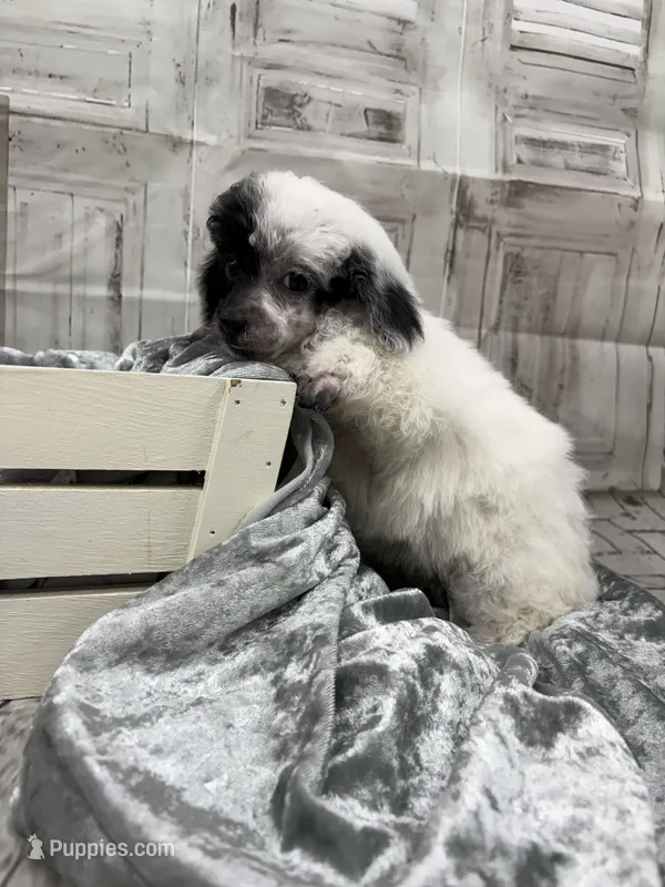 Nemo – Poodle - Toy  puppy for sale in Scranton, SC