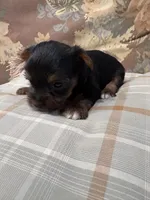 Yorkie male , a male Yorkshire Terrier for sale in Scranton, SC – 8 of 9