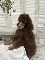 Phantom male CKC , a male Poodle - Standard  for sale in Scranton, SC – 7 of 8