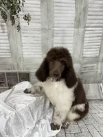 Sasha, a female Poodle - Standard  for sale in Scranton, SC – 7 of 7