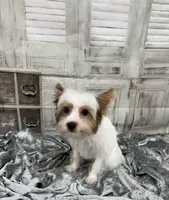 Busta, a male Yorkshire Terrier and Biewer for sale in Scranton, SC – 2 of 3