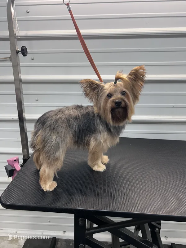 Cindy – Yorkshire Terrier puppy for sale in Scranton, SC
