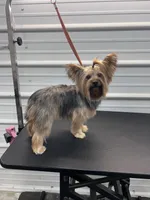 Cindy, a female Yorkshire Terrier for sale in Scranton, SC – 1 of 2