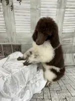 Sasha, a female Poodle - Standard  for sale in Scranton, SC – 6 of 7