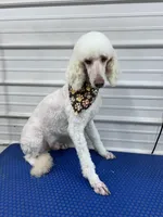 Lilly, a female Poodle - Standard  for sale in Scranton, SC – Photo 5 of 5