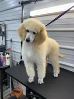 Lilly, a female Poodle - Standard  for sale in Scranton, SC – Photo 2 of 5