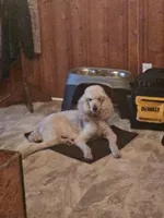 Lilly, a female Poodle - Standard  for sale in Scranton, SC – Photo 4 of 5