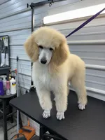 Lilly, a female Poodle - Standard  for sale in Scranton, SC – Photo 3 of 5