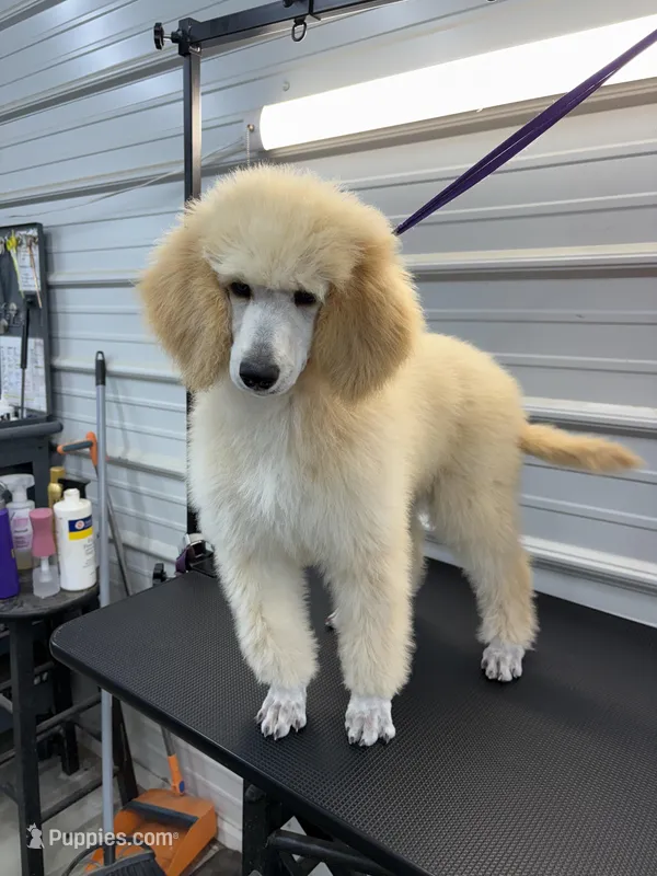 Lilly, a female Poodle - Standard  for sale in Scranton, SC – Photo 1 of 5