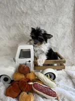 Alana, a female Yorkshire Terrier and Biewer for sale in Scranton, SC – 2 of 7