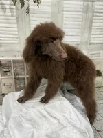 Mini, a female Poodle - Standard  for sale in Scranton, SC – 3 of 4