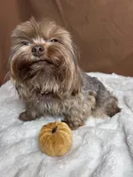 Winter, a female Yorkshire Terrier for sale in Scranton, SC – 1 of 4