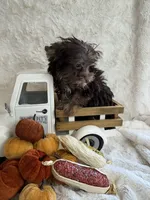 Hazel, a female Yorkshire Terrier for sale in Scranton, SC – 3 of 7