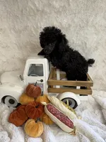 Ebony, a female Poodle - Toy  for sale in Scranton, SC – 2 of 5