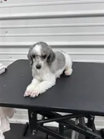 Cricket, a female Poodle - Toy  for sale in Scranton, SC – Photo 4 of 4