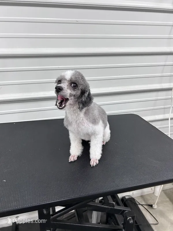 Cricket, a female Poodle - Toy  for sale in Scranton, SC – Photo 1 of 4