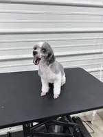 Cricket, a female Poodle - Toy  for sale in Scranton, SC – Photo 1 of 4