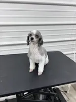 Cricket, a female Poodle - Toy  for sale in Scranton, SC – Photo 2 of 4