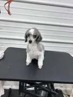 Cricket, a female Poodle - Toy  for sale in Scranton, SC – Photo 3 of 4