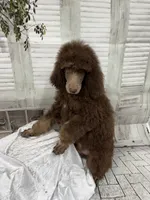 Phantom male CKC , a male Poodle - Standard  for sale in Scranton, SC – 4 of 8