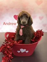 Andrew, a male Poodle - Standard  for sale in Scranton, SC – Photo 2 of 4