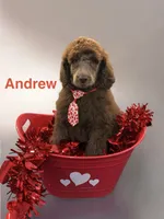 Andrew, a male Poodle - Standard  for sale in Scranton, SC – Photo 1 of 4