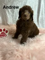 Andrew, a male Poodle - Standard  for sale in Scranton, SC – Photo 3 of 4