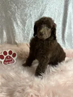Andrew, a male Poodle - Standard  for sale in Scranton, SC – Photo 4 of 4
