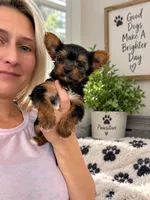 Yorkie male , a male Yorkshire Terrier for sale in Scranton, SC – 2 of 9