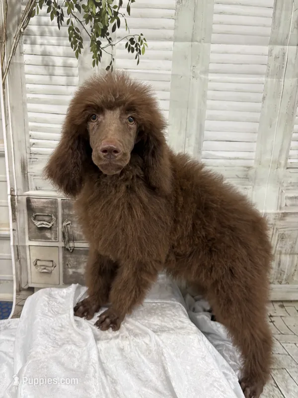 Mini – Poodle - Standard  puppy for sale in Scranton, SC