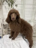 Mini, a female Poodle - Standard  for sale in Scranton, SC – 1 of 4
