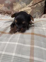 Yorkie male , a male Yorkshire Terrier for sale in Scranton, SC – 5 of 9