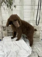 Mini, a female Poodle - Standard  for sale in Scranton, SC – 2 of 4