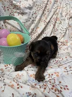 Simon, a male Yorkshire Terrier for sale in Scranton, SC – Photo 2 of 2