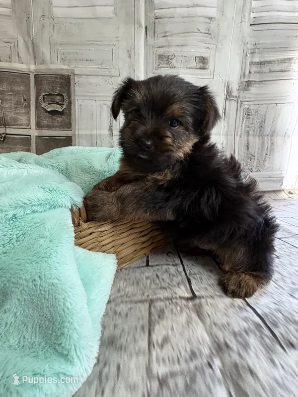 Simon – Yorkshire Terrier puppy for sale in Scranton, SC