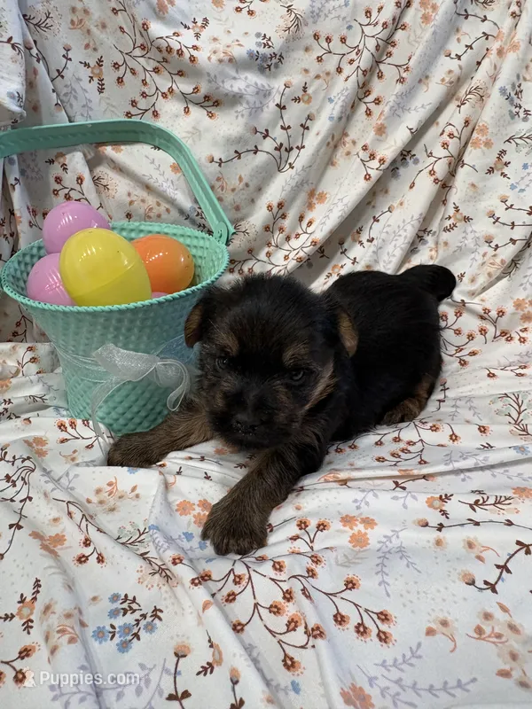 Simon – Yorkshire Terrier puppy for sale in Scranton, SC