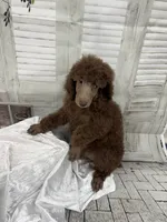Priscilla ckc, a female Poodle - Standard  for sale in Scranton, SC – 5 of 9